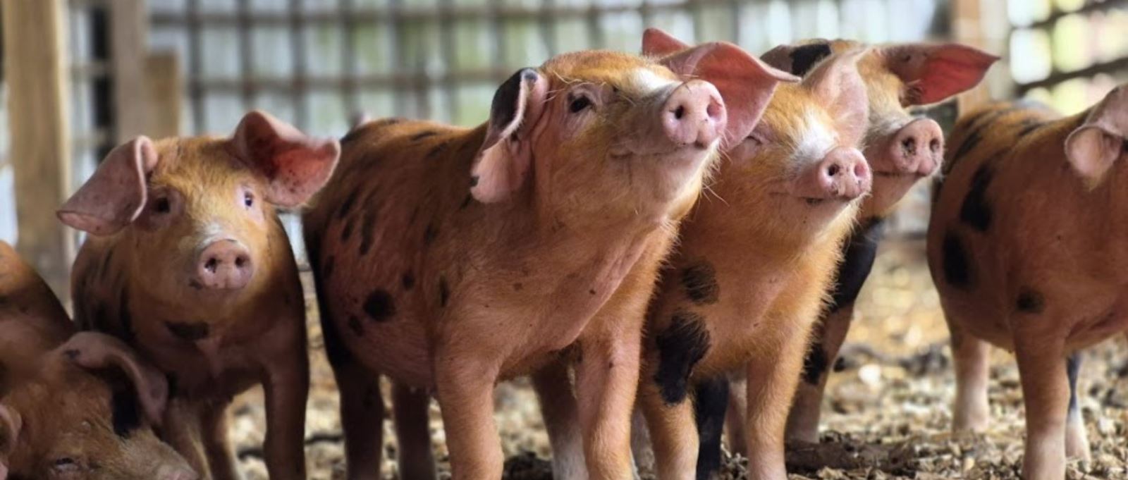 Piglets at Hockey's Farm
